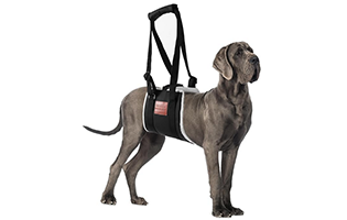 dog sling